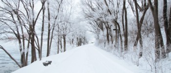 Forêt enneigée