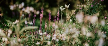 parterre de fleurs sauvages