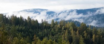 Photo d'une forêt de sapins en montagne, avec des nuages